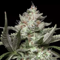 Kong 4 Autoflowering by Paradise Seeds