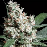 L.A. Amnesia by Paradise Seeds