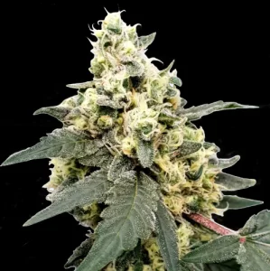 Lemonade Autoflowering - Paradise Seeds