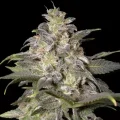 Magic Bud - Paradise Seeds