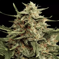 Automaria II by Paradise Seeds