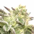 Gorilla Sherbet - Seeds66