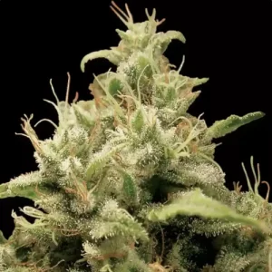 Opium by Paradise Seeds