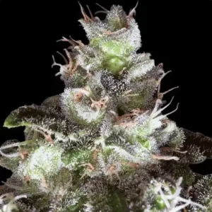 Original White Widow IBL by Paradise Seeds