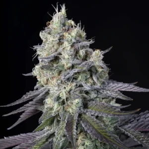 Purple Mints - Paradise Seeds