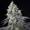 Purple Mints - Paradise Seeds