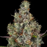 Rainbow Road by Paradise Seeds