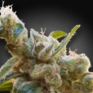 CBDrelax by Paradise Seeds