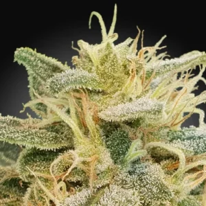 CBDrelief by Paradise Seeds