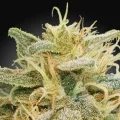 CBDrelief by Paradise Seeds