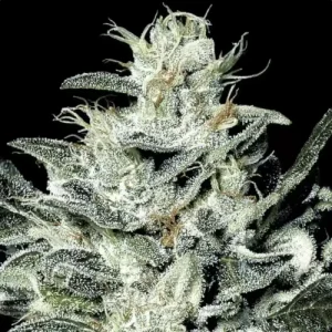 Sensi Star - Paradise Seeds