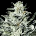 Sensi Star - Paradise Seeds