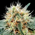Stromboli Autoflowering - Paradise Seeds