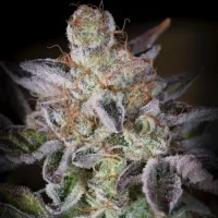 Sweetopia by Paradise Seeds
