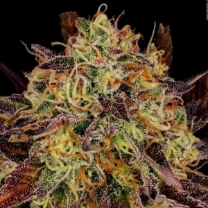 Tangerine Sorbet - Paradise Seeds