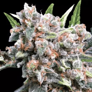 Wappa Autoflowering - Paradise Seeds