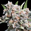 Wappa Autoflowering - Paradise Seeds