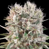 Wappa by Paradise Seeds