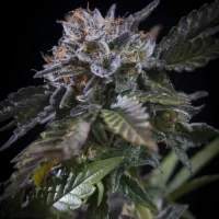 White Noise by Paradise Seeds