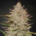 Chemical Candy Autoflowering - Greenhouse Seeds