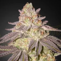 Black Toffee Autoflowering by Greenhouse Seeds