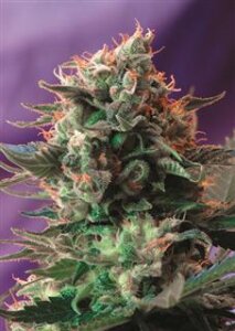 Jack 47 F1 Fast Version by Sweet Seeds