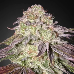 Sugarlato Autoflowering - Greenhouse Seeds