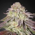 Sugarlato Autoflowering - Greenhouse Seeds