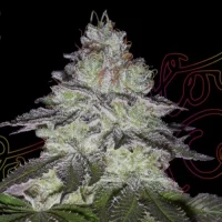 Milky Dreams by Greenhouse Seeds