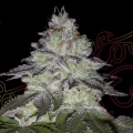 Milky Dreams - Greenhouse Seeds
