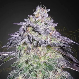 Nori Cake by Greenhouse Seeds