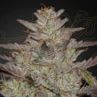 AlienZ Autoflowering by Greenhouse Seeds