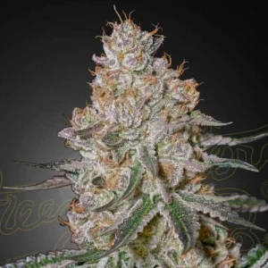 HighCloudZ by Greenhouse Seeds