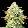 CBD Pineapple Express Autoflowering by Seeds66