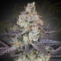 Ztrawberry - Greenhouse Seeds