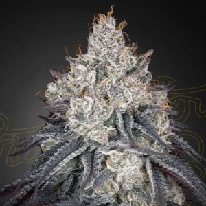 Lemon Orange - Greenhouse Seeds