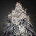 Lemon Orange - Greenhouse Seeds