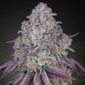 Persian Pie - Greenhouse Seeds