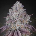 Persian Pie - Greenhouse Seeds
