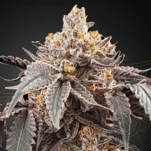 Guava X Gelato #41 Autoflowering by Greenhouse Seeds