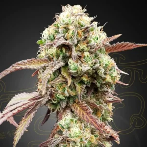 West Coast OG X Gelato #41 Autoflowering by Greenhouse Seeds