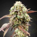 West Coast OG X Gelato #41 Autoflowering by Greenhouse Seeds