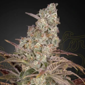 Jack´s Dream - Greenhouse Seeds