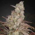 Jack´s Dream - Greenhouse Seeds