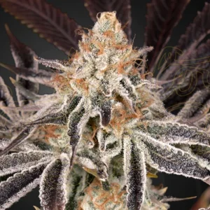 Dark Phoenix by Greenhouse Seeds