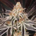 Dark Phoenix by Greenhouse Seeds