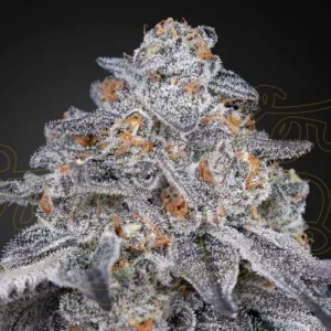 Velvet Moon - Greenhouse Seeds