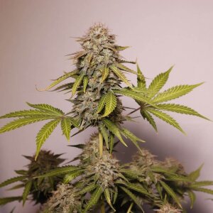 Black Widow Auto - Seeds66