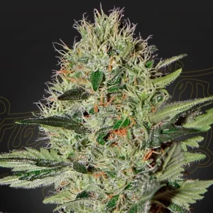 Exodus Cheese Autoflowering - Greenhouse Seeds