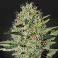 Exodus Cheese Autoflowering - Greenhouse Seeds